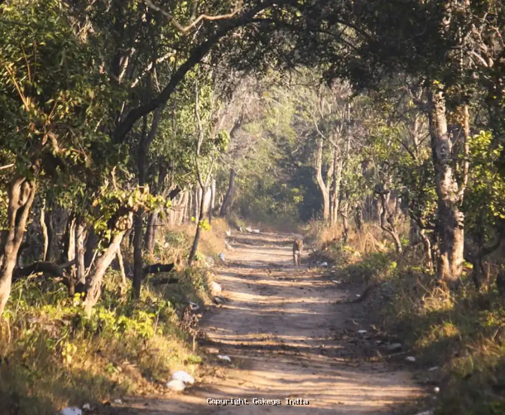 chilla-safari-in-haridwar