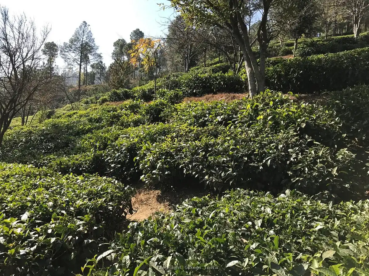 Kausani Tea Estate