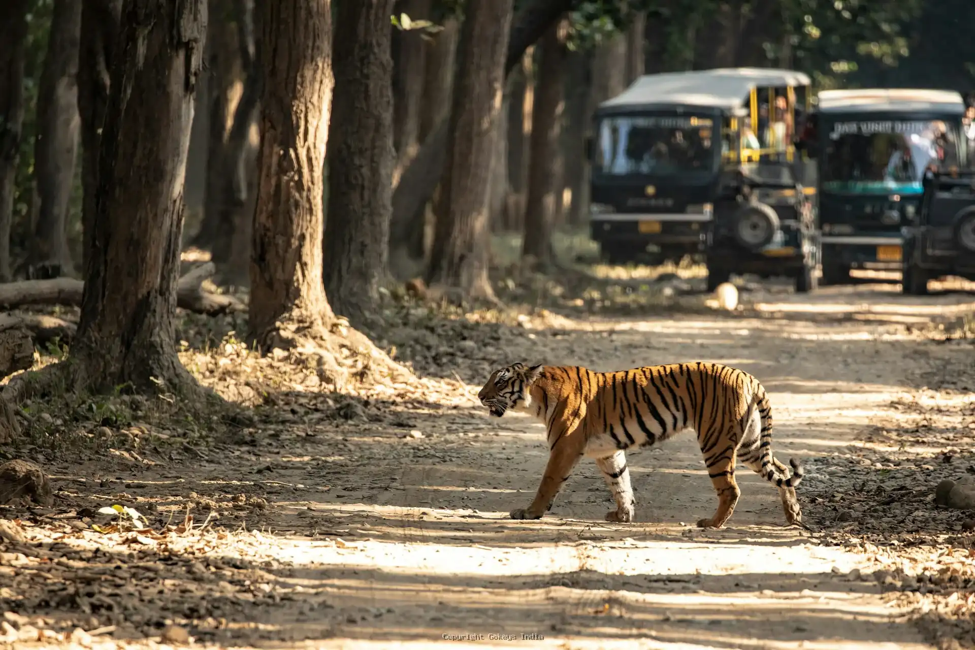 nainital corbett rishikesh 6 days tour